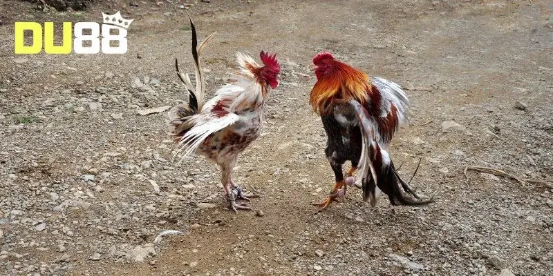 Đặc điểm của các chiến kê