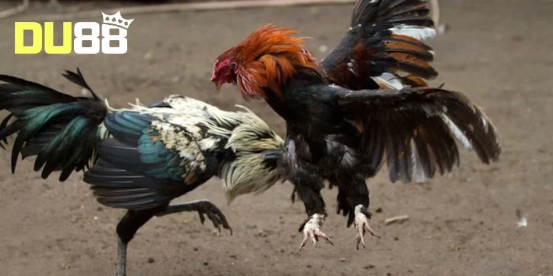 Tham khảo bảng thành tích