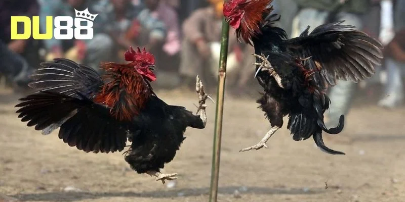 Luật chơi đá gà cựa dao