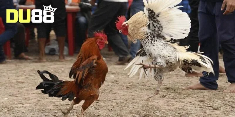 Nguồn gốc của gà cựa dao