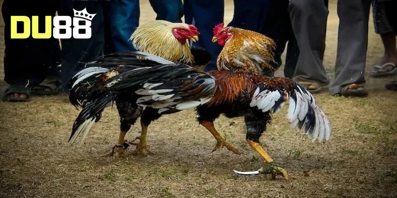 Đá gà cựa dao
