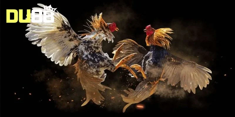 Tổng quan về đá gà cựa dao