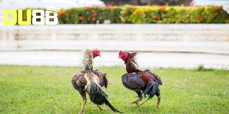 Vài nét thú vị về sảnh game đá gà Du88