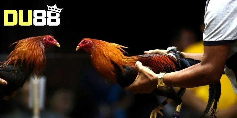Sân chơi đá gà Du88 mang đến nhiều loại hình hấp dẫn