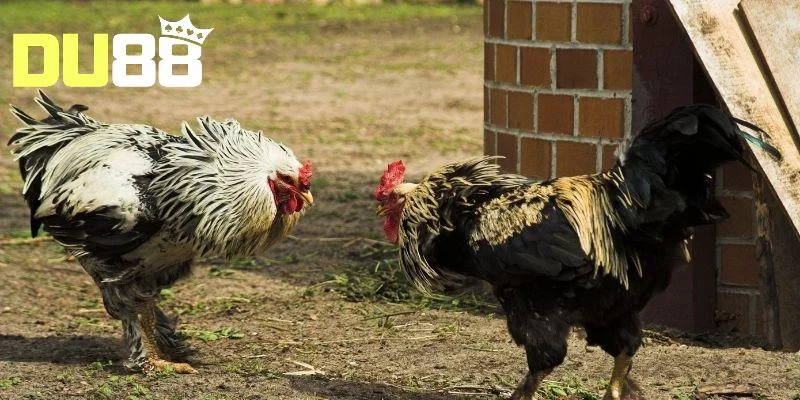 Sảnh đá gà Du88 mang đến nhiều lợi thế vượt bậc