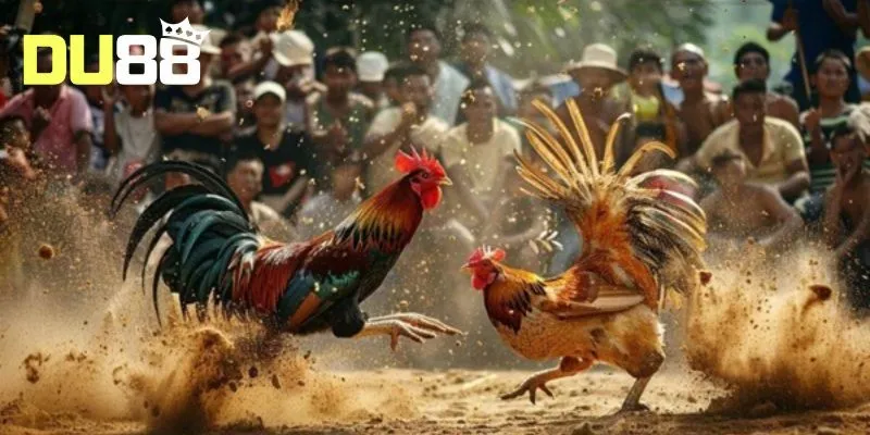 Đá gà Thomo hỗ trợ kênh chat tương tác